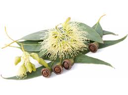 EUCALYPTUS Essential Oil | 10ml | Eucalyptus Smithii