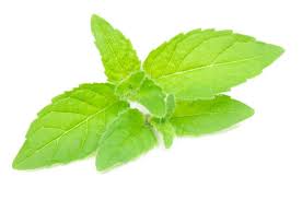 PEPPERMINT Essential Oil | 10ml | Menthe piperita