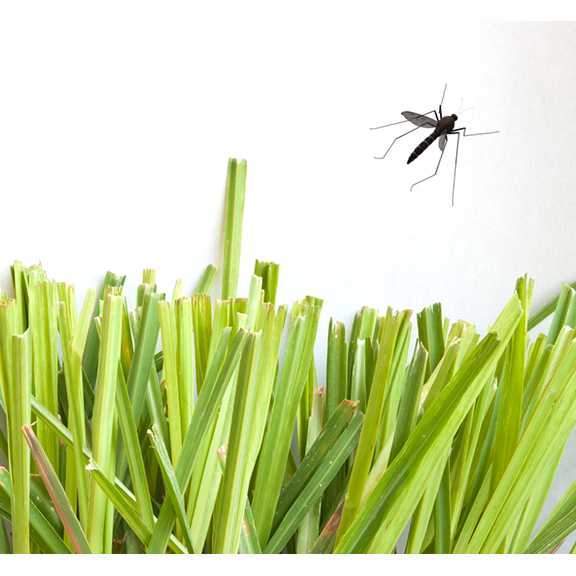 BUG-OFF COLLECTION - Adventures awaits....