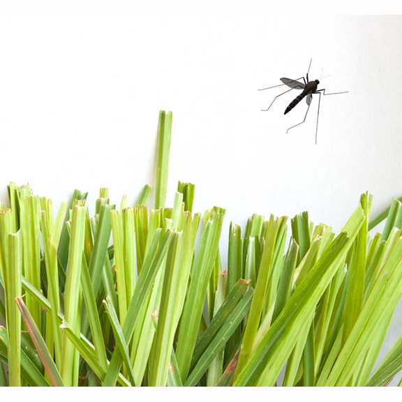 BUG-OFF SPRAY- Citronella, Rosemary, Lavender + Lemongrass Insect Repellent Spray