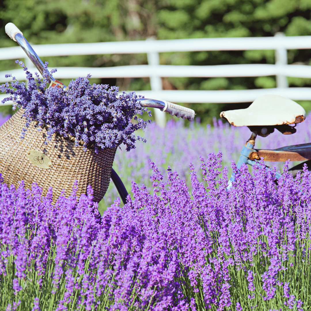 Lavender: Nature’s Magic