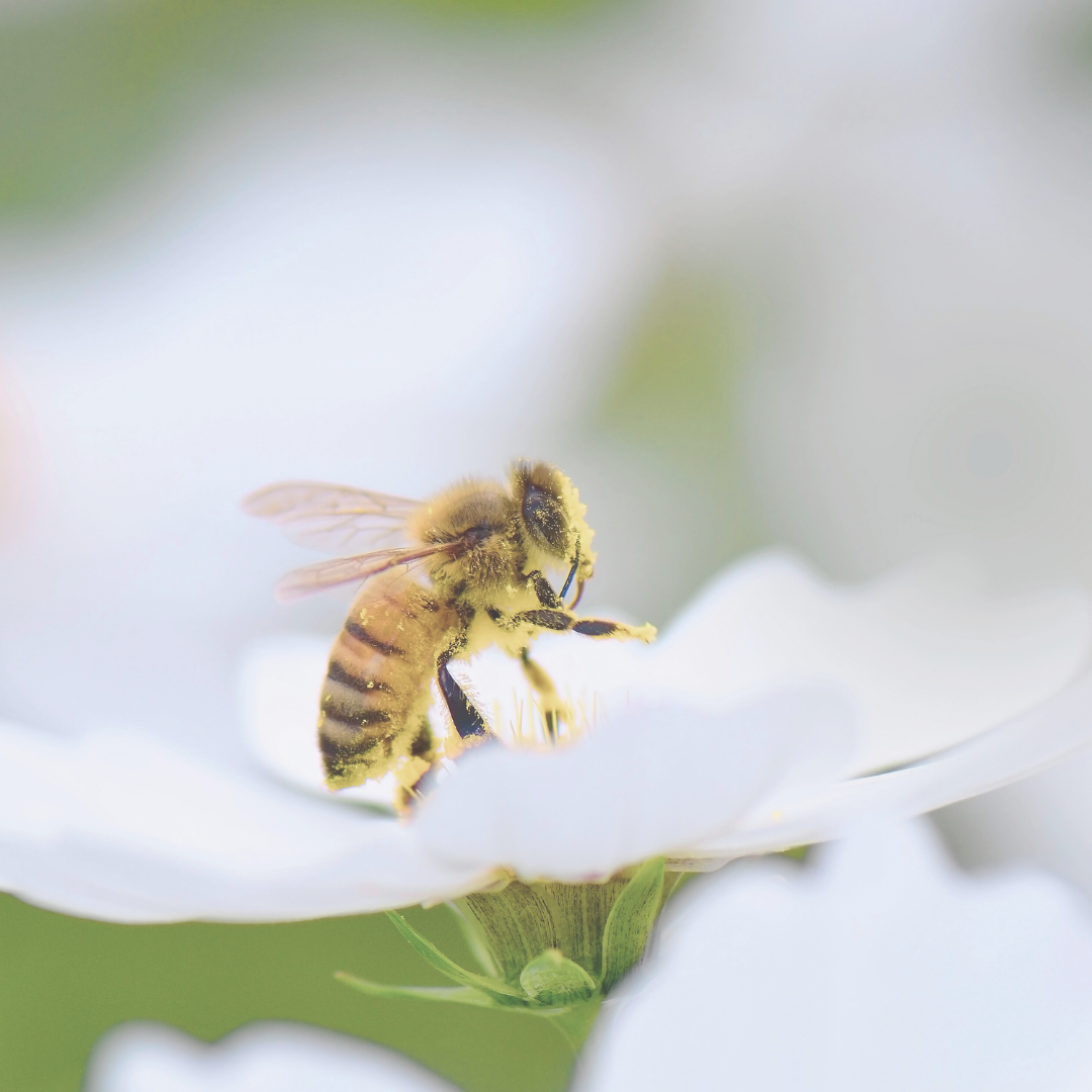 BEESWAX BALMS