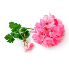 ROSE GERANIUM Essential Oil | 10ml - Pelargonium Graveolens