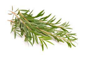 TEA TREE Essential Oil | 10ml- Melaleuca alternifolia Oil