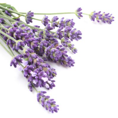 LAVENDER Essential Oil | 10ml | Lavandula angustifolia