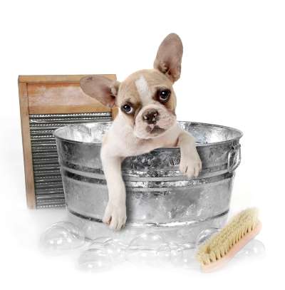 PET WASH SOAP BAR - Khakibos + Mint