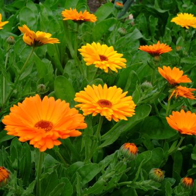 CARROT (Face + Body Bar) - Pumpkinseed, Carrot, Calendula + Honey Goat Milk Soap